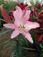 [5607 VH37 Acierto No02.JPG]